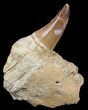 Partially Rooted Mosasaur (Prognathodon) Tooth In Rock #55837-2